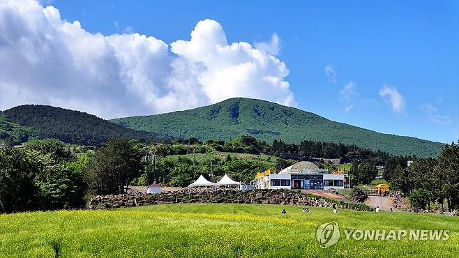 5월 중순 제주 중산간 청보리밭 풍경 [연합뉴스 자료사진]