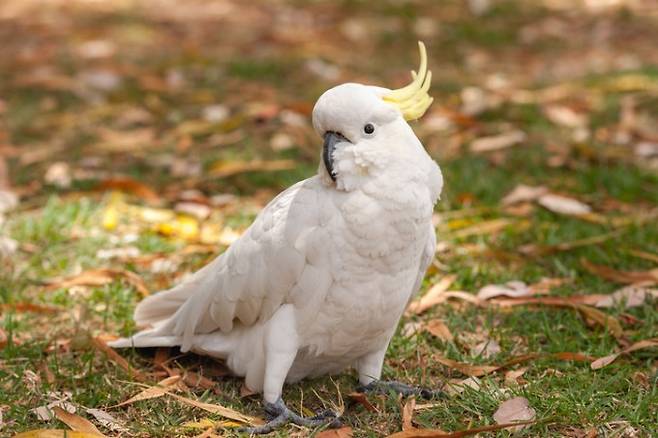 큰유황앵무(학명 Cacatua galerita)를 포함한 일부 조류는 생식 목적이 없이 스스로 성적 자극을 유도하는 자위행위를 한다. 게티이미지뱅크 제공