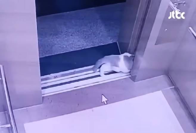 아파트에서 반려묘를 잃어버린 한 가족이 관리실에 CCTV 열람을 요청했으나 여러 차례 거절당해 구조가 늦어졌다며 분통을 터뜨렸다. /사진=JTBC '사건반장' 방송화면 캡처