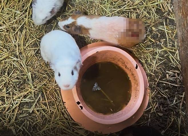 충북 단양의 한 전시 시설에서 교상으로 심한 상처를 입은 기니피그가 방치된 모습(동물자유연대 제공) ⓒ 뉴스1