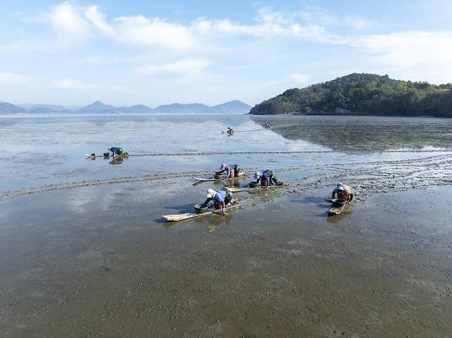 고흥갯벌에서 어민들이 갯벌 자원을 채취하고 있다. 고흥갯벌은 국제자연보전연맹(IUCN)이 유네스코 세계유산 확대 등재를 권고한 ‘한국의 갯벌 2단계’ 구성 요소 중 하나다. [해수부 제공]