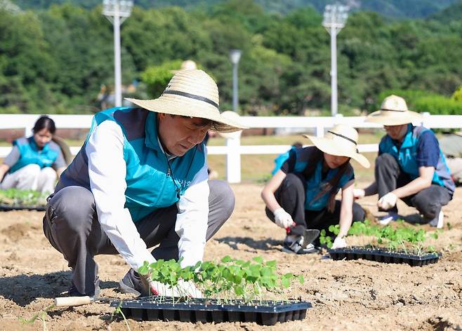 우희종 회장과 임직원 및 경마관계자들이 5일 케나프를 식재하고 있다(한국마사회 제공). ⓒ 뉴스1