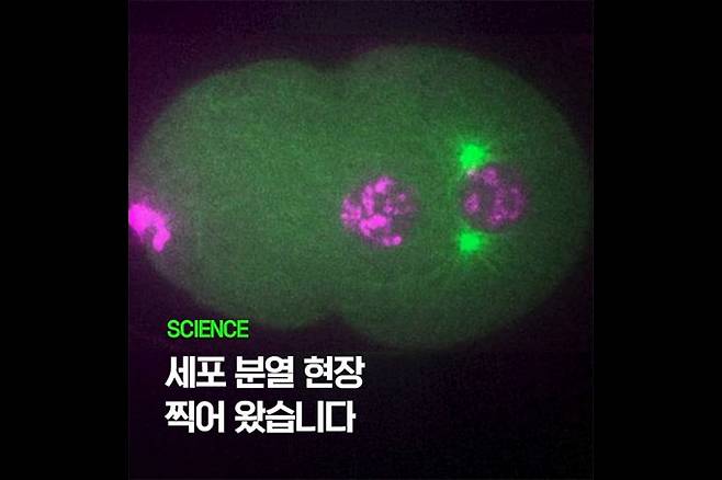 연구팀이 현미경으로 찍은 세포 분열 과정. 사이언스 어드밴시스 제공