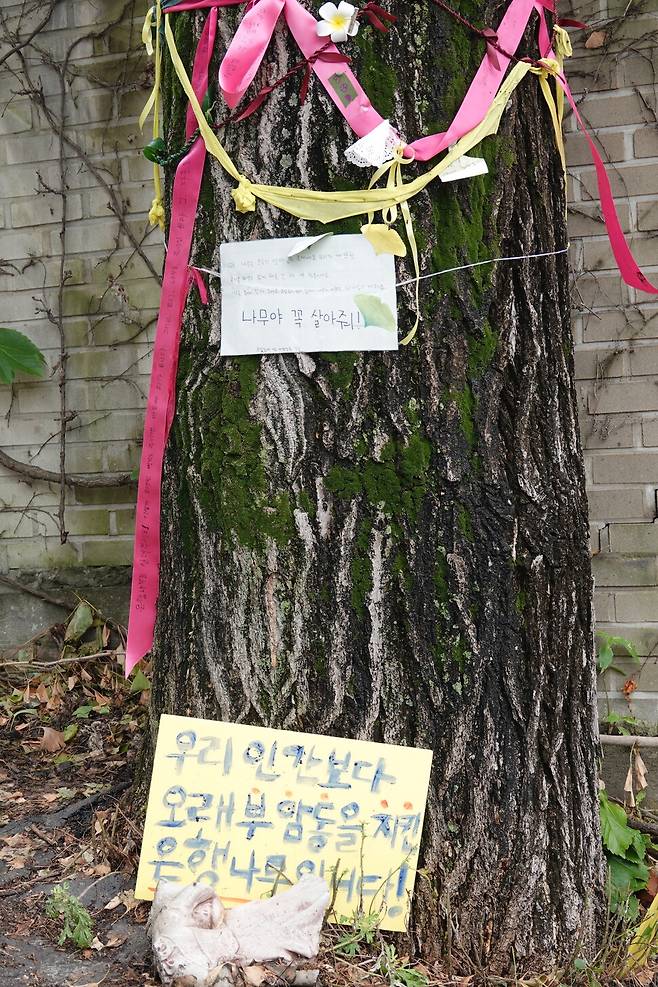 ‘우리 인간보다 오래 부암동을 지킨 은행나무입니다.’ ‘부암동 은행나무님, 나무와 살던 모든 생명들, 살아주세요.’ 2026년 6월1일 환기미술관이 주입한 제초제에 피해를 입은 은행나무 곁에 시민들의 마음이 담긴 팻말이 세워져 있다. 김양진 기자