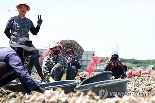 2024년 5월말 경남 창녕군 농가서 외국인 계절근로자와 한국 농민이 농사하는 모습 [연합뉴스 자료사진]