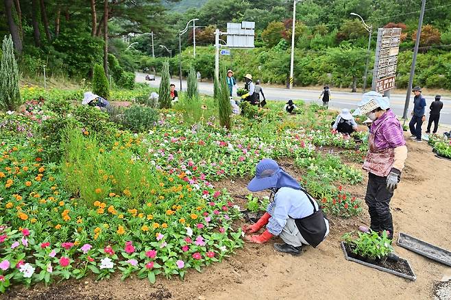 여름 꽃 식재 [속초시 제공. 재판매 및 DB 금지]