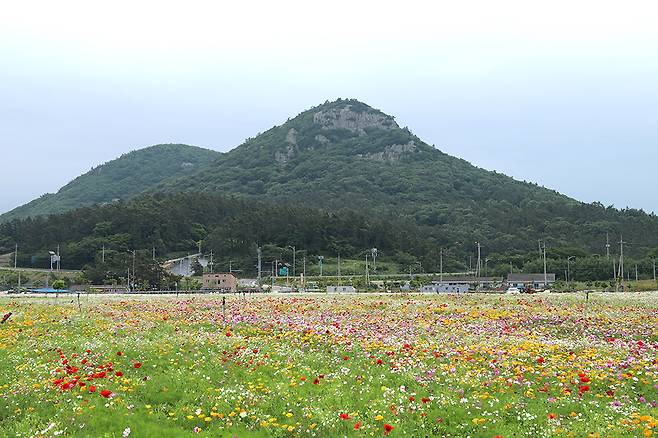 팽목항 주변 공터에 피어있는 금계국·안개초·금영화·꽃양귀비 같은 꽃들이 세월호 희생자들의 원혼을 달래주고 있는 것 같다.