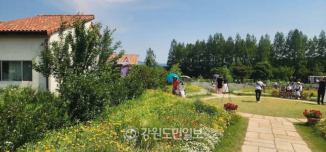 ▲ ▲ 라벤더를 배경으로 양산과 함께 찍는 샷은 모델 뺨치는 효과를 연출한다. 김주현 기자