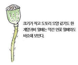 우리 주변 식물들의 비밀 이야기 75 개양귀비