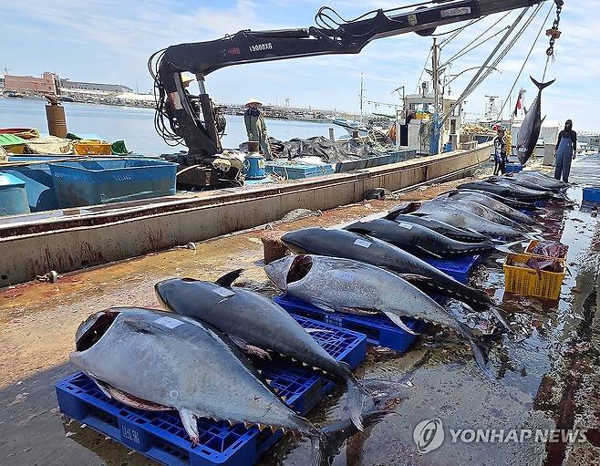 강릉 주문진항에 쏟아진 '대형 참치' (강릉=연합뉴스) 유형재 기자 = 지난 9일 강원 강릉시 주문진항앞바다에서 정치망 그물에 잡힌 다량의 대형 참다랑어(참치)가 배에서 내려지고 있다. 2026.6.9 yoo21@yna.co.kr