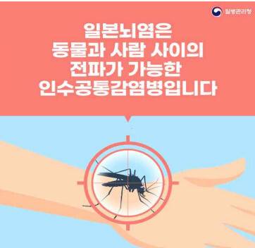 질병관리청 일본뇌염 카드뉴스. 질병관리청 제공
