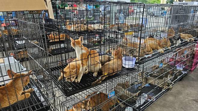 베트남에서 구조된 400마리 이상의 고양이 [휴메인 월드 포 애니멀스]