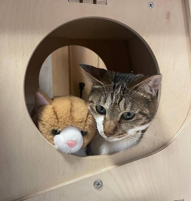 누가 인형인가요? 보호자 제공