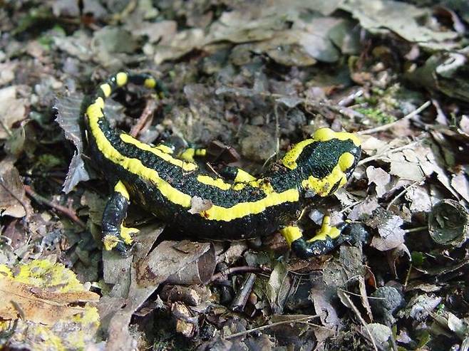 지역적 멸종을 겪은 온대 종인 유럽불도롱뇽(Salamandra salamandra)의 모습. 존 윈스 교수 제공