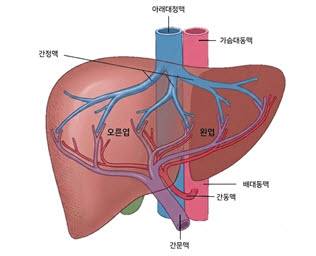 문맥종양혈전 동반 간암 환자, 방사선색전술 효과. 안전성 확인