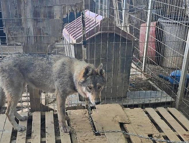 충남 서산시 운산면 사육장을 탈출했다 23일 밤 스스로 돌아온 늑대개 1마리가 우리에서 목줄을 차고 있다. 농장주 제공
