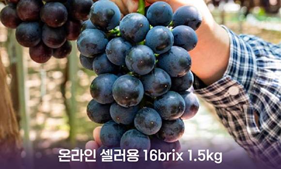 산지 경매로 판매되는 거봉포도 사진.[사진=농수산식품유통공사]