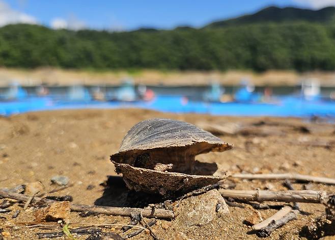 호숫가에 죽은 말조개 [촬영 양지웅]