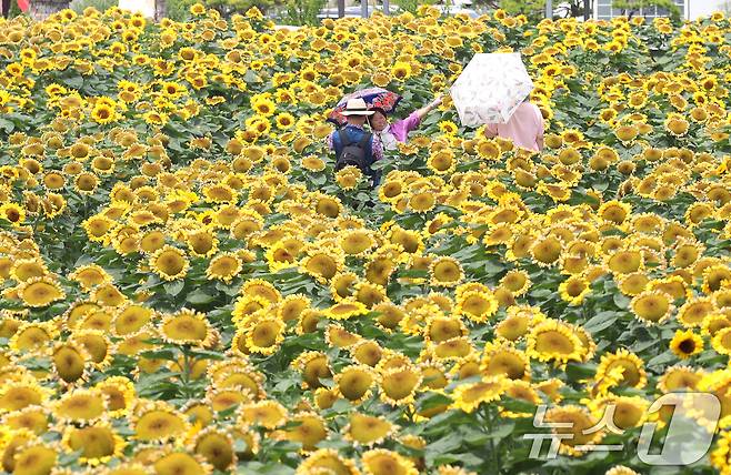무더위가 기승을 부린 29일 제14회 강주해바라기축제가 열리고 있는 경남 함안군 법수면 강주해바라기마을을 찾은 관광객들이 해바라기를 구경하고 있다. 2026.6.29 ⓒ 뉴스1 윤일지 기자