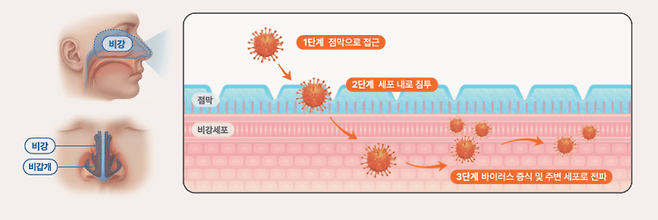 코점막을&nbsp;통해&nbsp;인체에&nbsp;침투한&nbsp;바이러스가&nbsp;세포&nbsp;내에서&nbsp;증식하며&nbsp;주변으로&nbsp;확산되는&nbsp;감염&nbsp;과정｜출처:&nbsp;하이닥