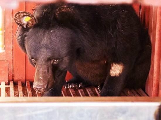 최근 지리산 일대에서 포획돼 회수조치된 반달가슴곰 KF-34. 사진=국립공원공단