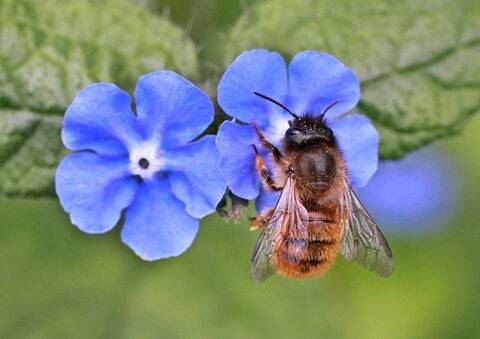 ▲붉은석공벌(Red Mason Bee) (사진=The Wildlife Trusts)