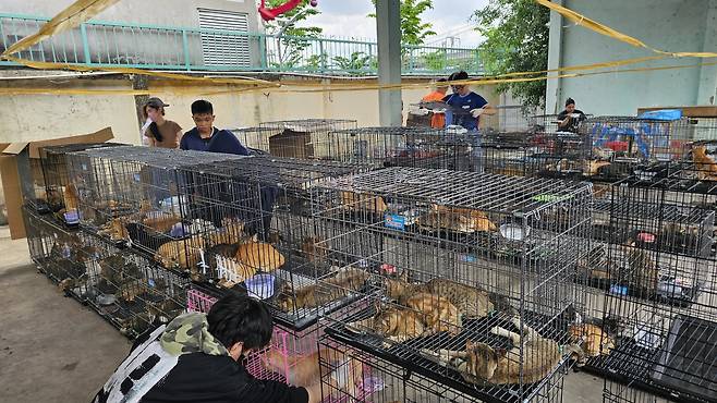 지난 6월 11일 베트남 호찌민시에서 적발된 고양이 고기 거래 조직에 의해 구조된 고양이.[휴메인 월드 포 애님멀즈 제공]