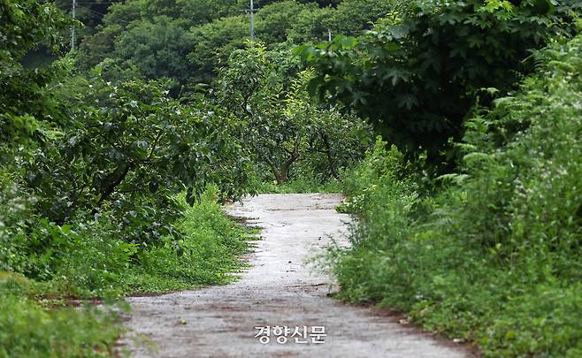 지난 1일 전남광주통합특별시 광양시 옥룡면의 한 매실밭. 광양시는 2022년 민가에서 멀리 떨어진 산중에 위치한 이 매실밭을 가로지르는 산길을 1800여만원을 들여 포장해줬다. 농장 입구에서 시작해 농장 안에서 끝나는 이 길은 다른 주민들은 이용할 일이 없다. 광양|권도현 기자