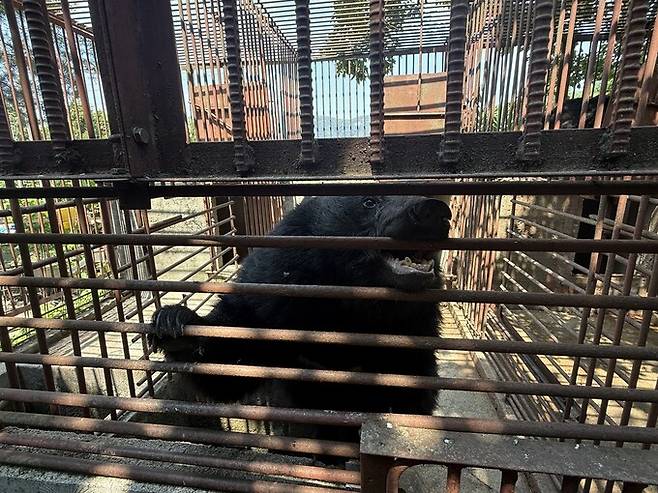 강원도 한 사육곰 농장의 반달가슴곰. 김지숙 기자