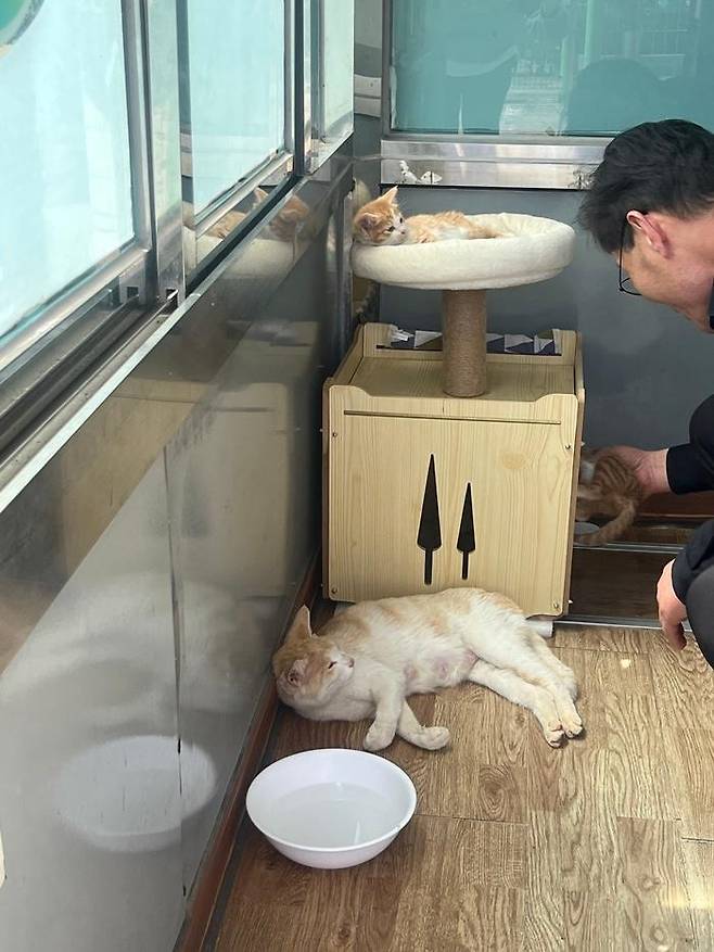 제니의 입양 전 모습입니다. 보호자 제공
