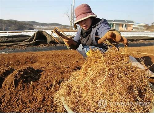 씀바귀 수확 현장 [연합뉴스 자료사진]