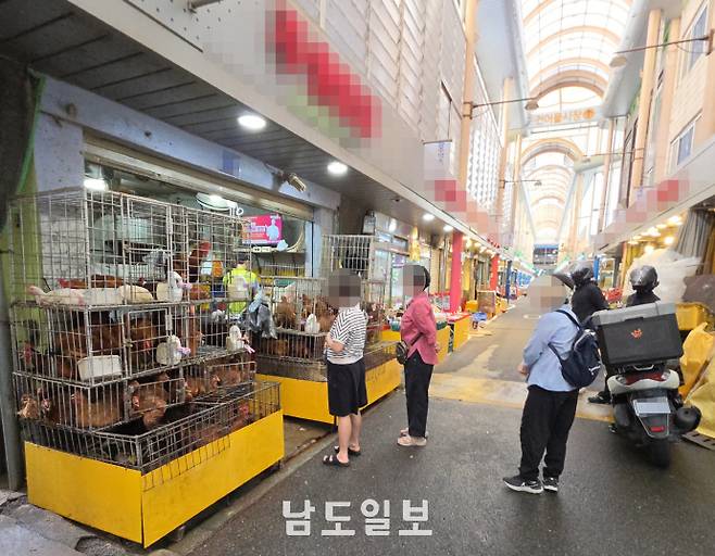 초복을 맞은 15일 전남광주특별시 서구 양동시장 닭전길에서 시민들이 삼계탕용 생닭을 고르고 있다. 치솟은 물가로 장바구니는 가벼워졌지만 복날 보양식을 준비하려는 발길은 이어졌다. /서강원 수습기자 sgw@namdonews.com