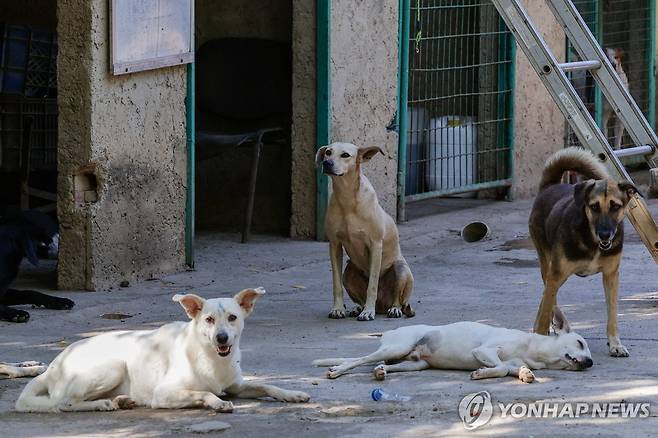 미시온 네바도 동물보호소에 있는 유기동물들 [로이터=연합뉴스 자료사진. 재판매 및 DB 금지]