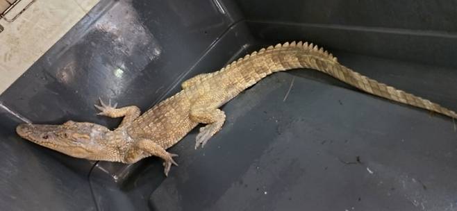 지난 18일 오전 여주시 소양천에서 생포된 샴악어. 여주시 제공