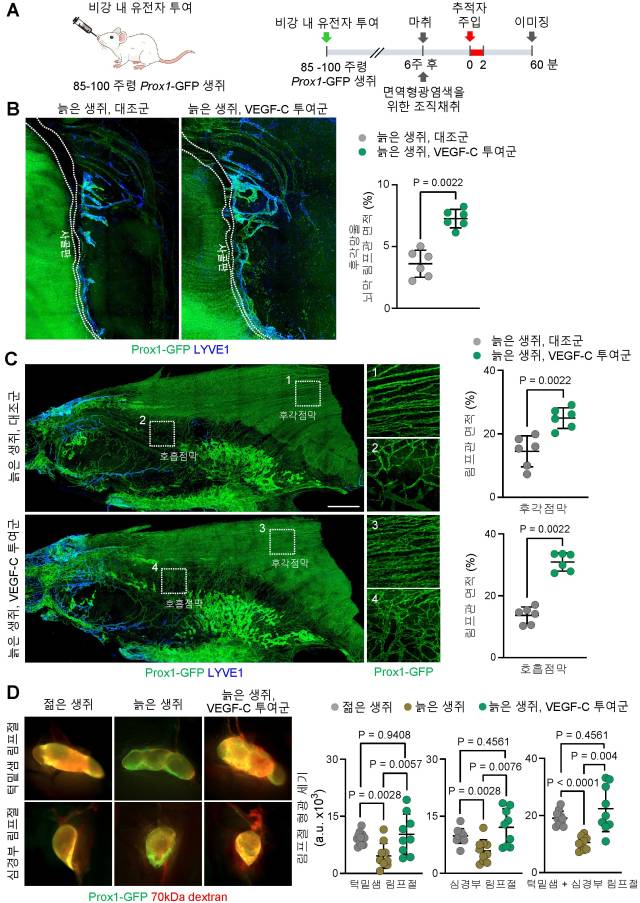 노령 생쥐 비강 내 VEGF-C 유전자 투여를 통한 뇌척수액 배출 개선. 사진=IBS 제공