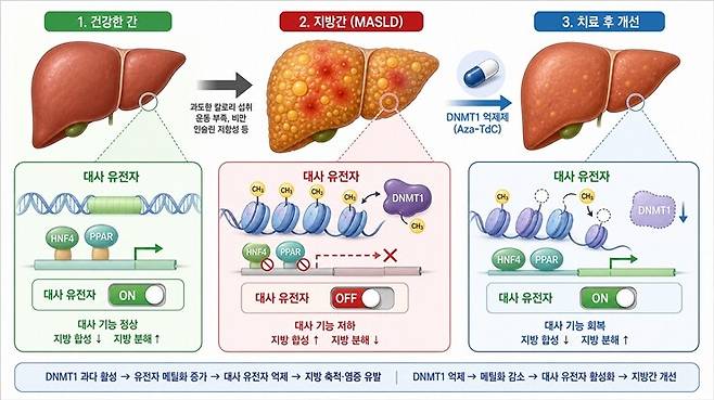 DNMT1 매개 DNA 메틸화에 의한 MASLD 진행 및 Aza-TdC의 치료 기전 모식도. 한국생명공학연구원
