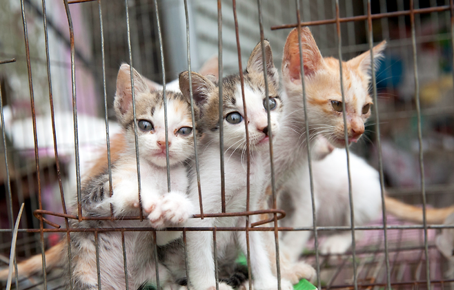 베트남 고양이 도살장에서 구출된 고양이.[휴메인 월드 포 애니멀즈 제공]