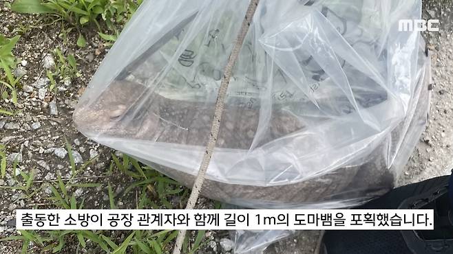 2023년 경북 영주에서 포획된 CITES 2급 사바나왕도마뱀. 유튜브 채널&nbsp;‘MBCNEWS’ 캡처
