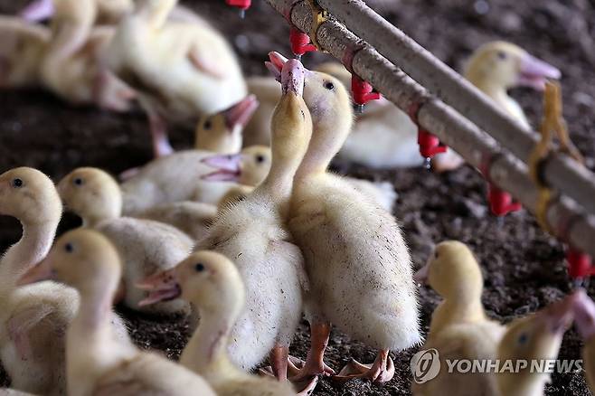 물로 더위 달래는 오리 (나주=연합뉴스) 민현기 기자 = 전남광주 전역에 폭염특보가 이어지고 있는 27일 오전 나주시 세지면 죽동리의 한 농장에서 오리들이 하나의 급수꼭지로 같이 물을 마시고 있다. 2026.7.27 mhk0226@yna.co.kr