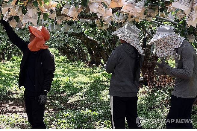 폭염에도 일하는 계절근로자 (나주=연합뉴스) 민현기 기자 = 전남광주 전역에 폭염특보가 이어지고 있는 27일 오전 나주시 봉황면 한 과수원에서 계절근로자들이 더위를 참아내며 일하고 있다. 2026.7.27 mhk0226@yna.co.kr