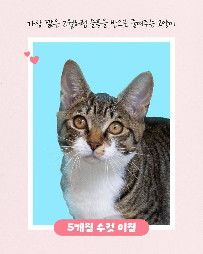 열두달 고양이 중 '이월이' [서울시 제공. 재판매 및 DB 금지]