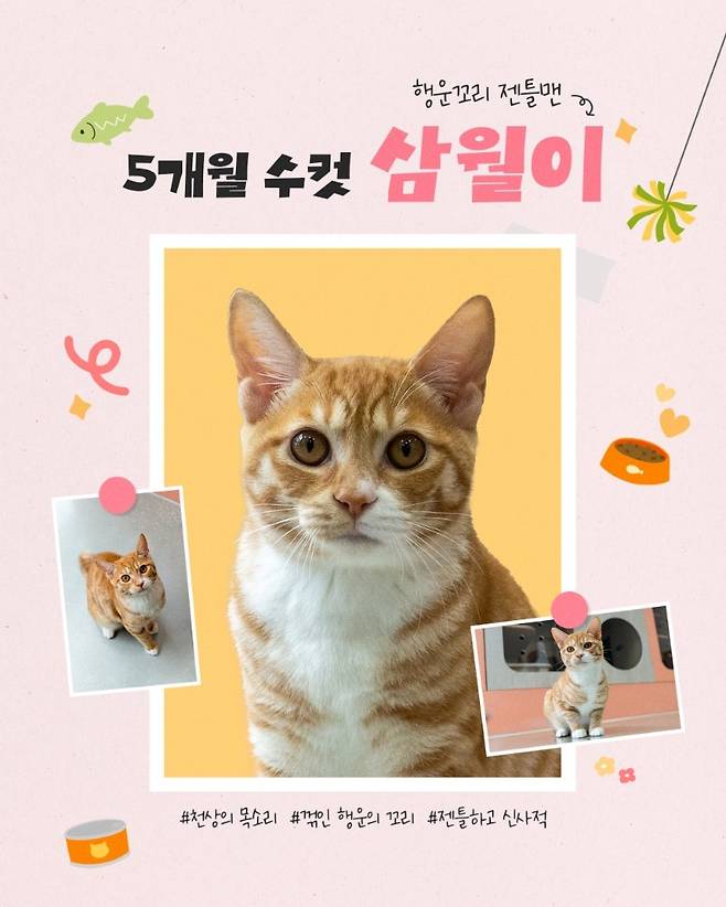 열두달 고양이 중 '삼월이' [서울시 제공. 재판매 및 DB 금지]