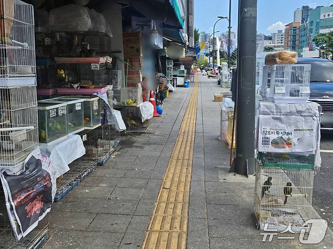 5일 오후 서울 종로구의 한 애완동물 가게들이 내놓은 케이지들. 일부 케이지는 신문지로 가려져 있으나 일부는 햇빛 아래 놓여 있다. 2026.8.5 ⓒ 뉴스1 유채연 기자