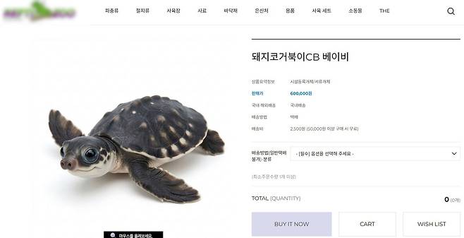 온라인 파충류 샵에서 거래되고 있는 국제멸종위기종 거북 [양서·파충류 판매 사이트 캡처. 재판매 및 DB 금지]
