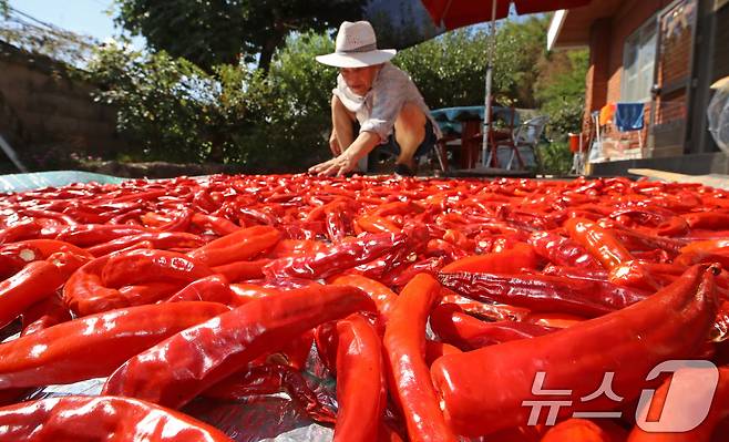 절기상 가을의 시작을 알리는 입추(立秋)를 하루 앞둔 6일 경남 양산시 상북면 대석리 한 마을에서 농민이 수확한 홍고추를 햇볕에 말리고 있다. 2026.8.6 ⓒ 뉴스1 윤일지 기자