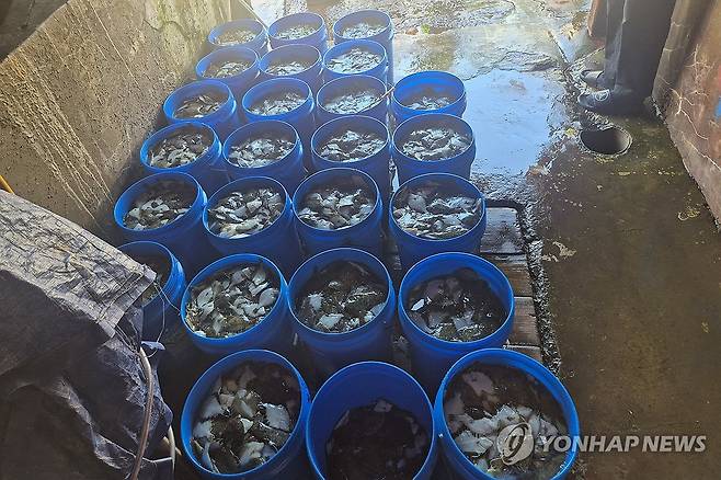 고수온에 폐사한 물고기 (포항=연합뉴스) 5일 경북 포항시 남구 육상양식장에서 고수온으로 폐사한 양식 물고기가 통 속에 담겨 있다. 2026.8.5 [독자 제공. 재판매 및 DB 금지] sds123@yna.co.kr