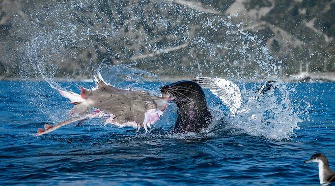 사냥하는 물개, 주워 먹는 바닷새. llan Cronin / Ocean Photographer of the Year 2026
