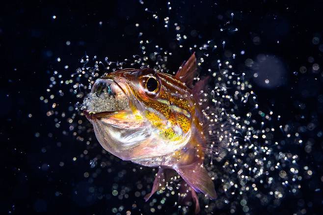 새끼들아, 이제 세상으로 나가거라. Yuta Shigeno/ Ocean Photographer of the Year 2026