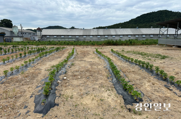 용인시 처인구의 한 농지에 들깨 모종이 심긴 고랑의 폭이 약 1m에 달한다. 2026.8.14 /목은수기자wood@kyeondin.com