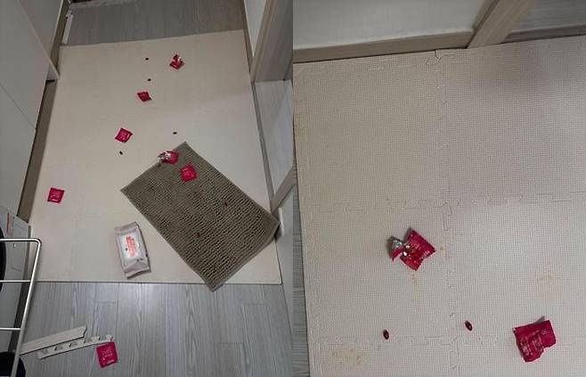 행복이가 만든 광경. 행복이는 무는 행동이 조금 줄었지만, 오히려 사고 치는 일이 잦아졌습니다. 보호자 제공